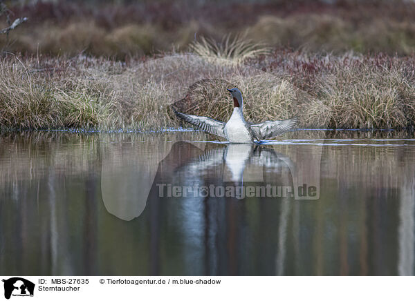 Sterntaucher / red-throated diver / MBS-27635