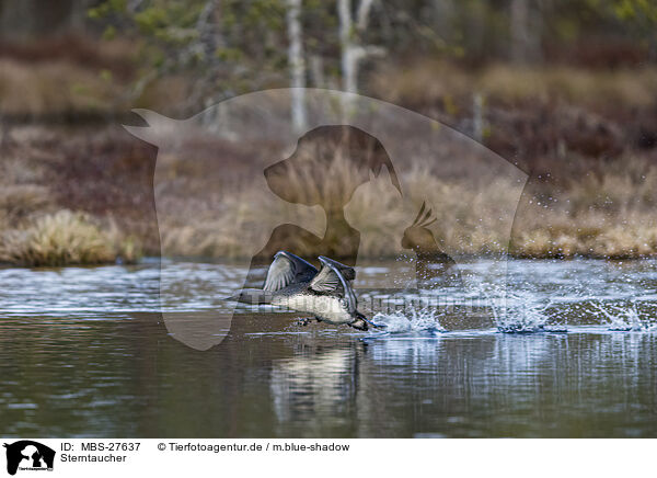 Sterntaucher / red-throated diver / MBS-27637