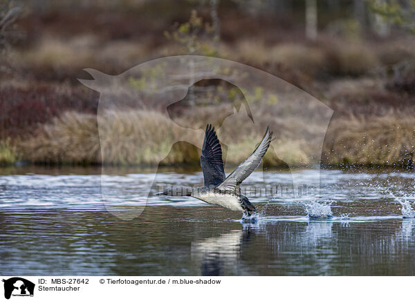 Sterntaucher / red-throated diver / MBS-27642