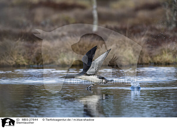 Sterntaucher / red-throated diver / MBS-27644