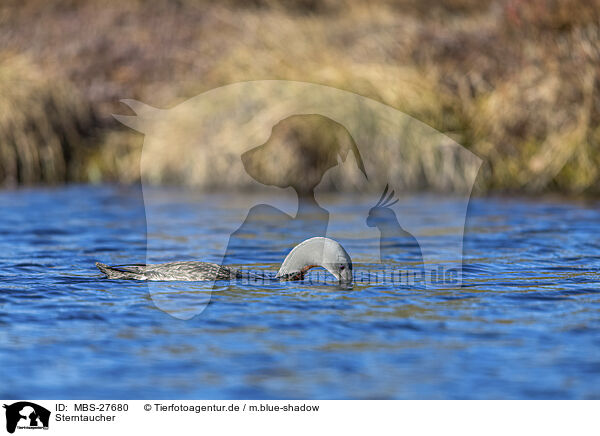 Sterntaucher / red-throated diver / MBS-27680