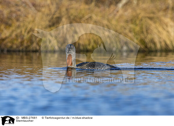 Sterntaucher / red-throated diver / MBS-27681