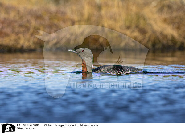 Sterntaucher / red-throated diver / MBS-27682