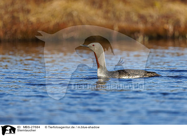 Sterntaucher / red-throated diver / MBS-27684