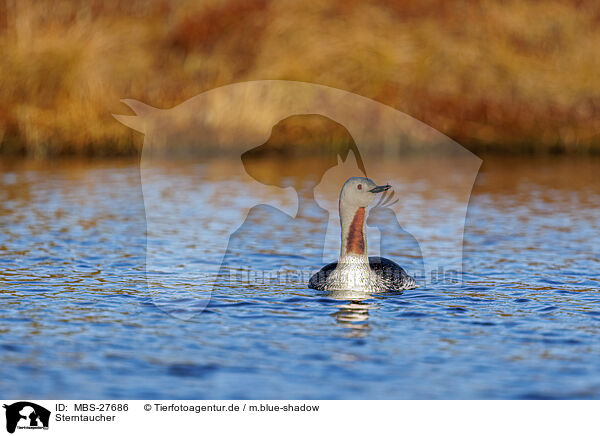 Sterntaucher / red-throated diver / MBS-27686