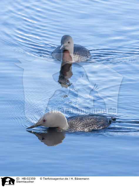Sterntaucher / red-throated diver / HB-02359