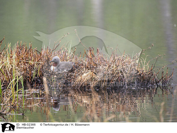 Sterntaucher / red-throated diver / HB-02366