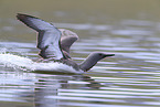 Sterntaucher