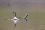 Sterntaucher