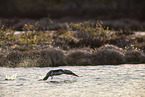 Sterntaucher