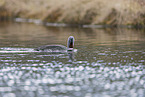 Sterntaucher