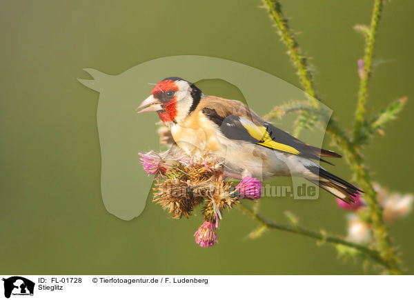 Stieglitz / goldfinch / FL-01728