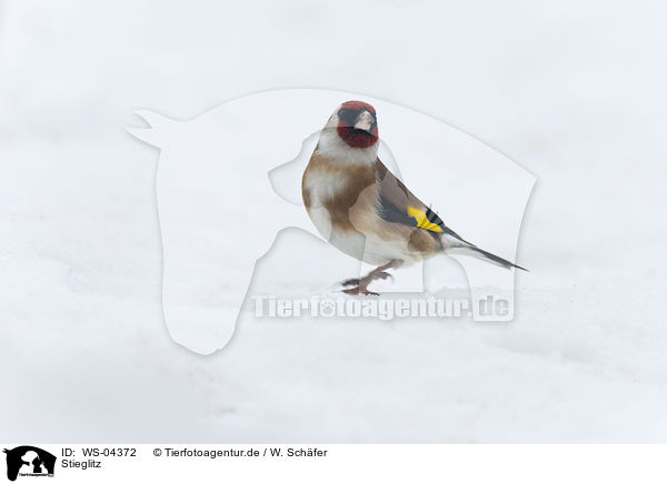 Stieglitz / European goldfinch / WS-04372