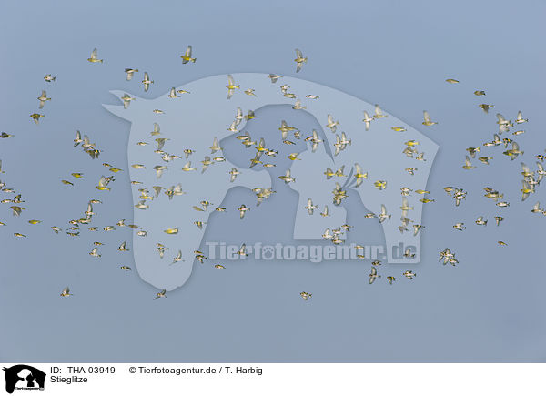 Stieglitze / THA-03949