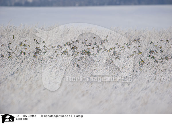 Stieglitze / European goldfinchs / THA-03954