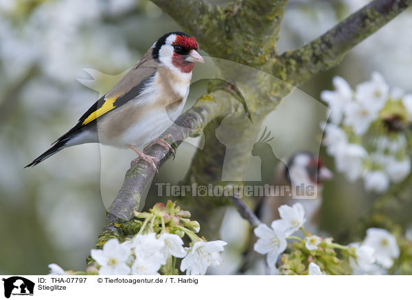 Stieglitze / European goldfinches / THA-07797