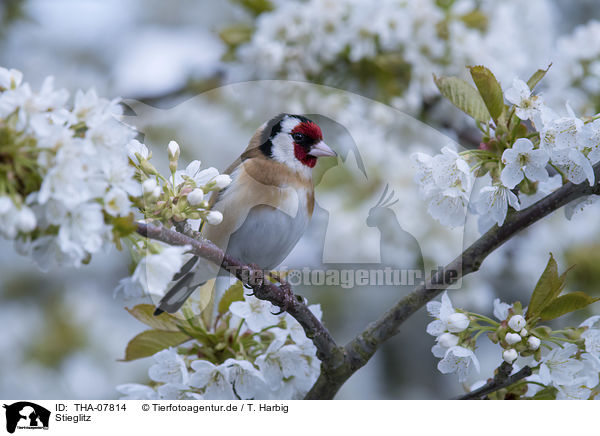 Stieglitz / European goldfinch / THA-07814
