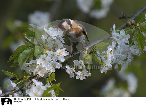 Stieglitz / European goldfinch / THA-07840