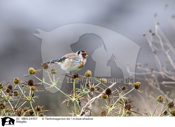 Stieglitz / European goldfinch / MBS-24557