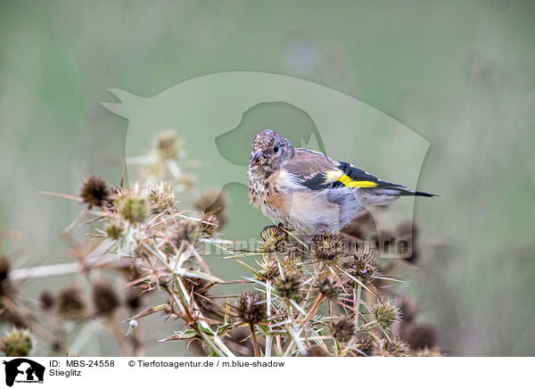 Stieglitz / European goldfinch / MBS-24558