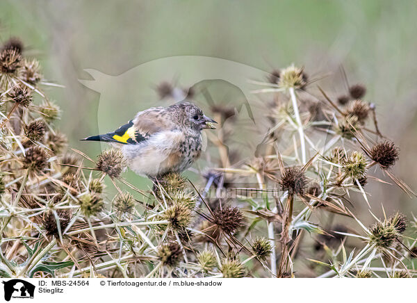 Stieglitz / European goldfinch / MBS-24564