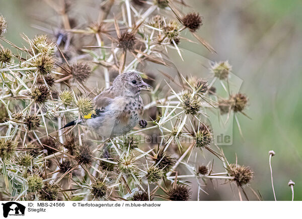 Stieglitz / European goldfinch / MBS-24566