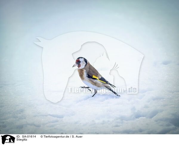 Stieglitz / European, goldfinch / SA-01614