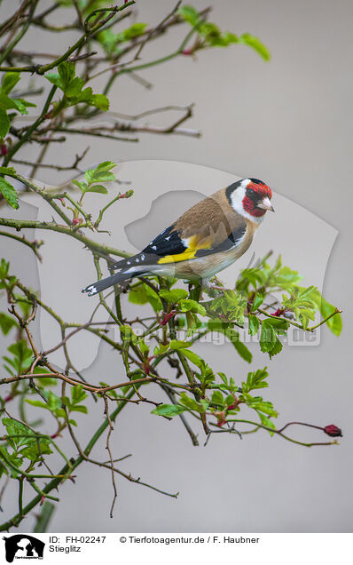 Stieglitz / European goldfinch / FH-02247