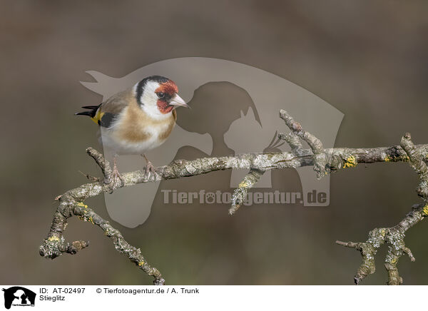 Stieglitz / European goldfinch / AT-02497