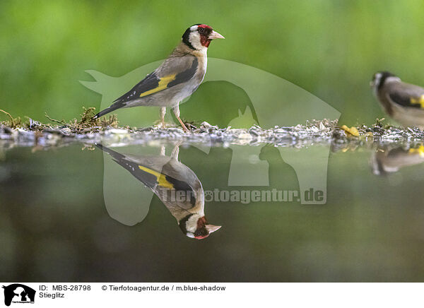 Stieglitz / goldfinch / MBS-28798