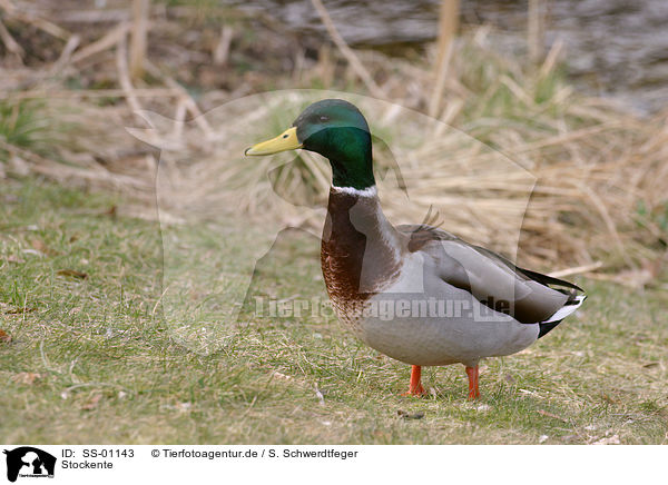 Stockente / duck / SS-01143