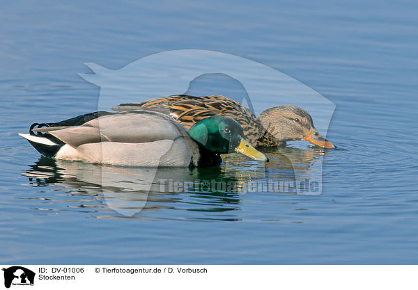 Stockenten / ducks / DV-01006