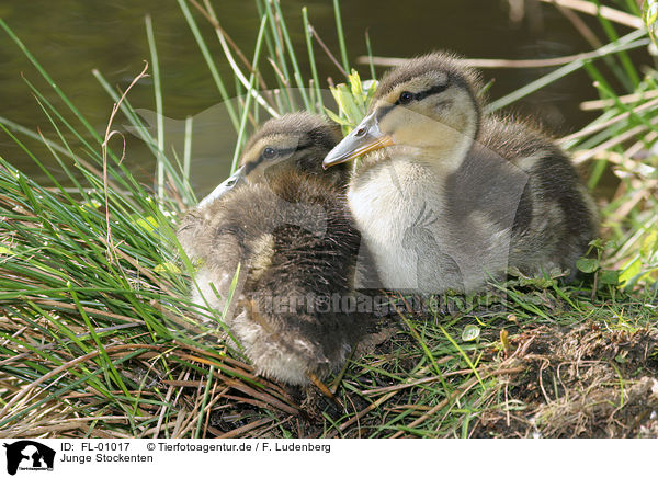 Junge Stockenten / young ducks / FL-01017