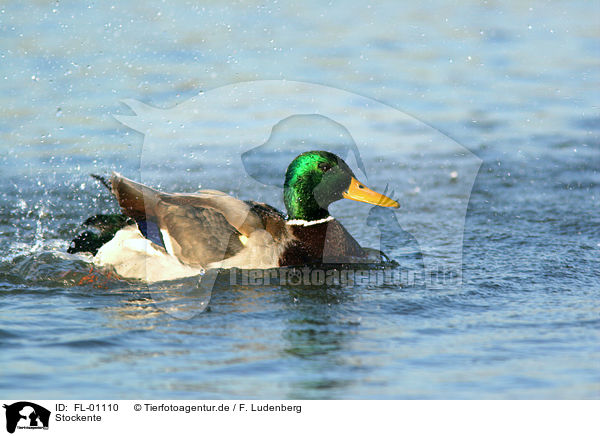 Stockente / duck / FL-01110