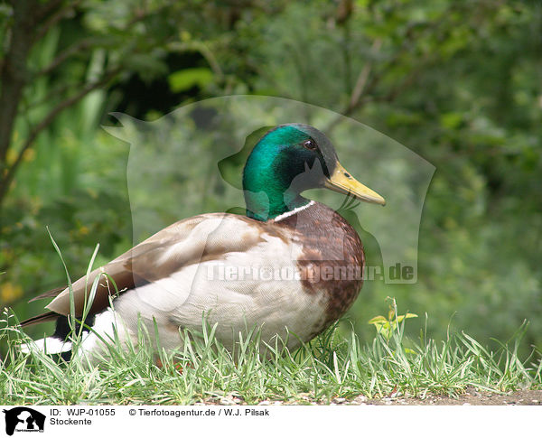 Stockente / duck / WJP-01055