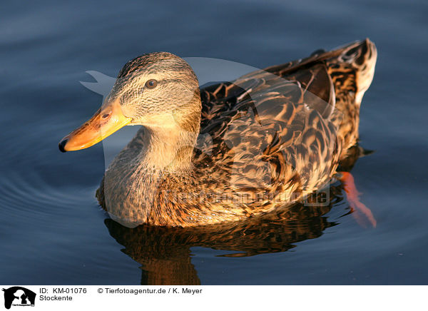 Stockente / mallard / KM-01076