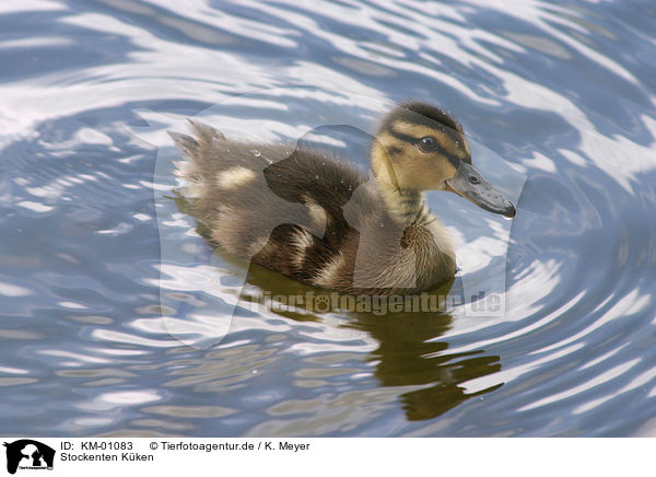 Stockenten Kken / mallard / KM-01083