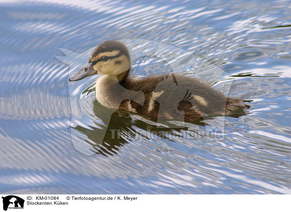 Stockenten Kken / mallard / KM-01084