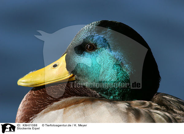 Stockente Erpel / mallard / KM-01088