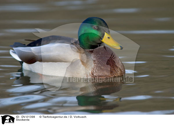 Stockente / duck / DV-01398