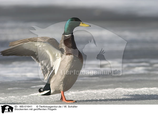 Stockenten mit geffenten Flgeln / duck with open wings / WS-01641