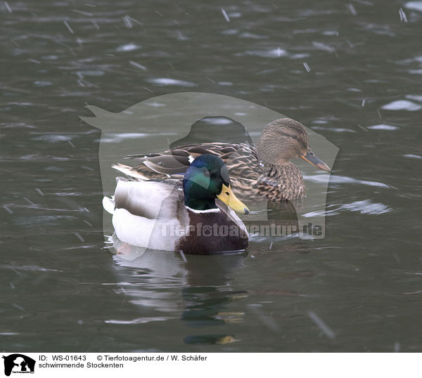 schwimmende Stockenten / swimming ducks / WS-01643