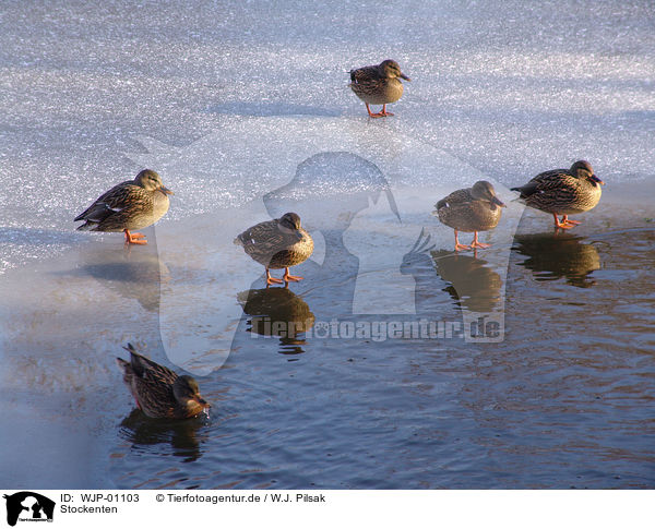 Stockenten / ducks / WJP-01103