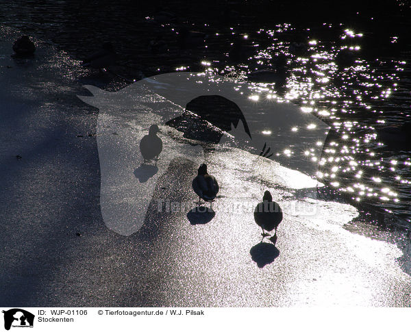 Stockenten / ducks / WJP-01106