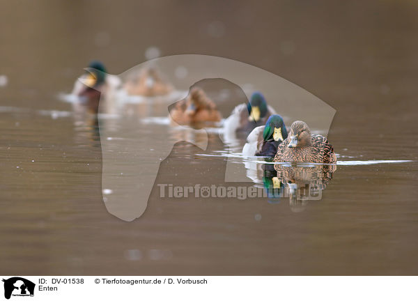 Enten / ducks / DV-01538