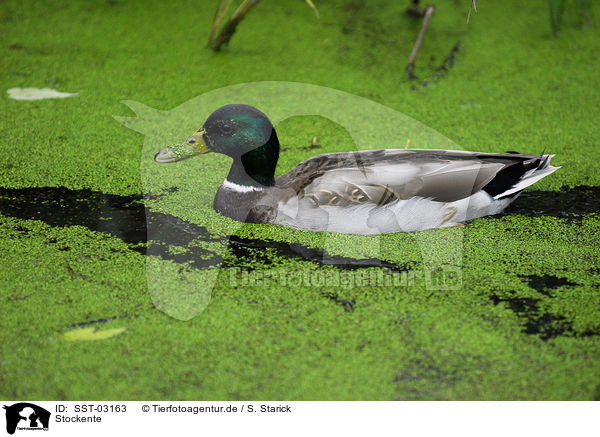 Stockente / mallard duck / SST-03163