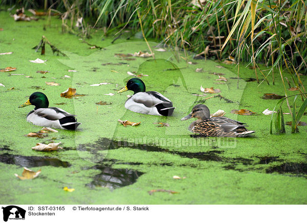 Stockenten / mallard ducks / SST-03165