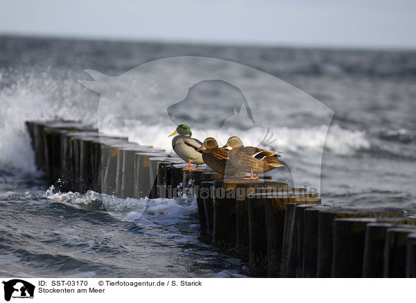 Stockenten am Meer / mallard duck on sea / SST-03170
