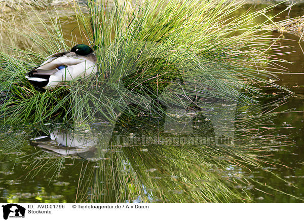 Stockente / wild duck / AVD-01796