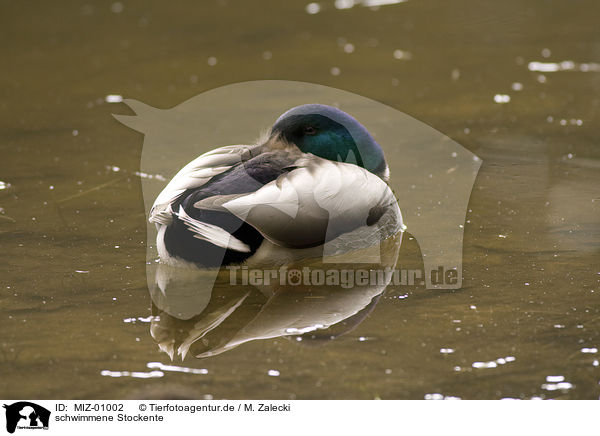 schwimmene Stockente / MIZ-01002